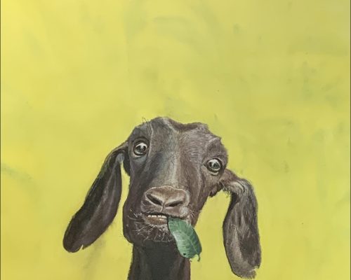 Abdullah Al Bashir, Goat, Water Color on Paper, 26 X 34 Inches